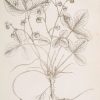 Art Print : Wood Sorrel, 1739 - Vintage Wall Art