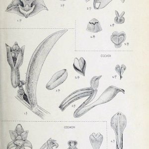 472188.jpgv1682917292 Die orchideen von Java /.Leiden :E. J. Brill,1905-1914. | Indonesia Java Orchids | Vintage Print Reproduction 472188